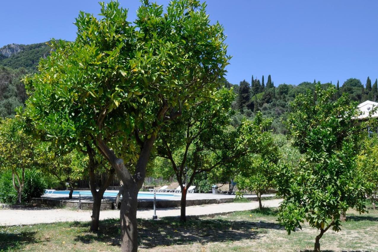 Orange Grove Suites Benitses  Dış mekan fotoğraf